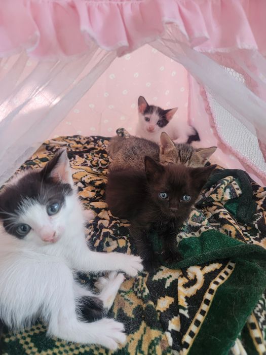 Ei nu cer mult... doar o canapea și multă iubire. Adoptă!