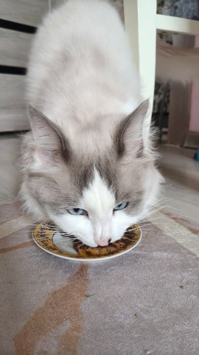 Кот Рэгдолл прадаётся