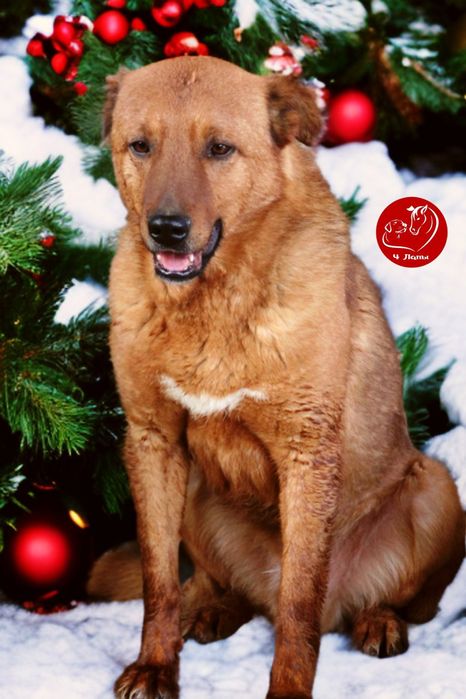 Возьми друга из приюта