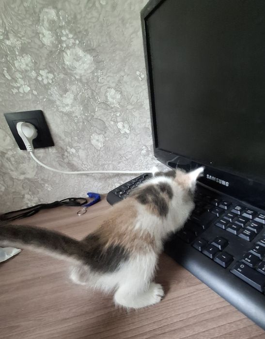 Отдам котят возраст месяц