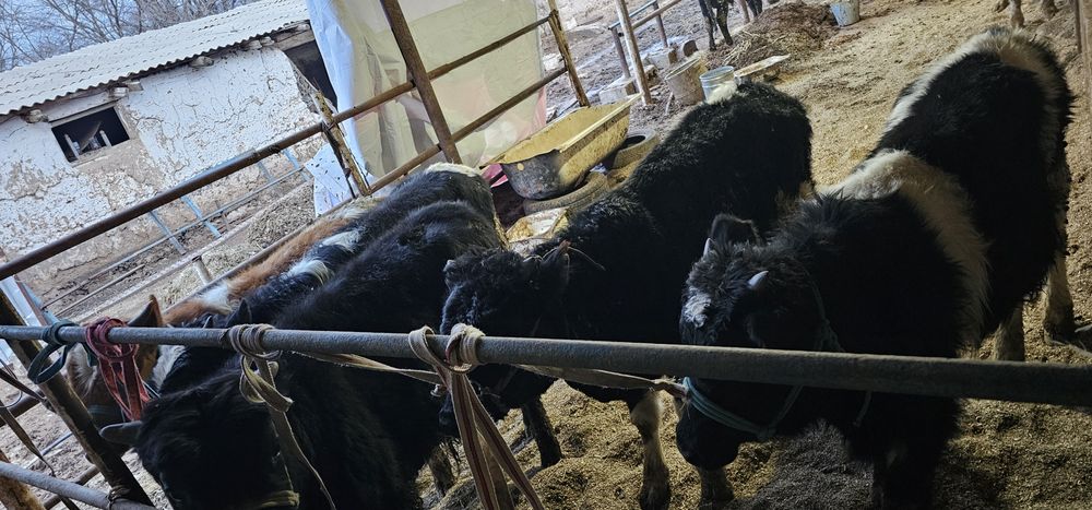 Пародалы өгіздер сатылады