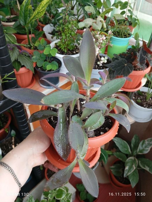 Продам цветы комнатные