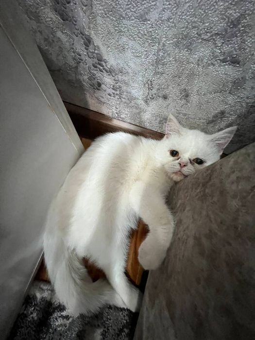 Мушук сотилади !