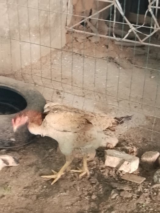 Турк саман хуроз ва товуклари сотилади