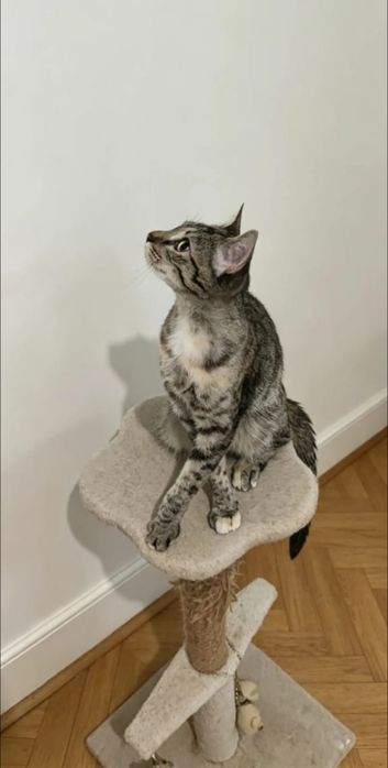 Грациозная кошка