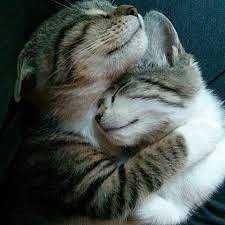 _Когтеточка_Царапалка_