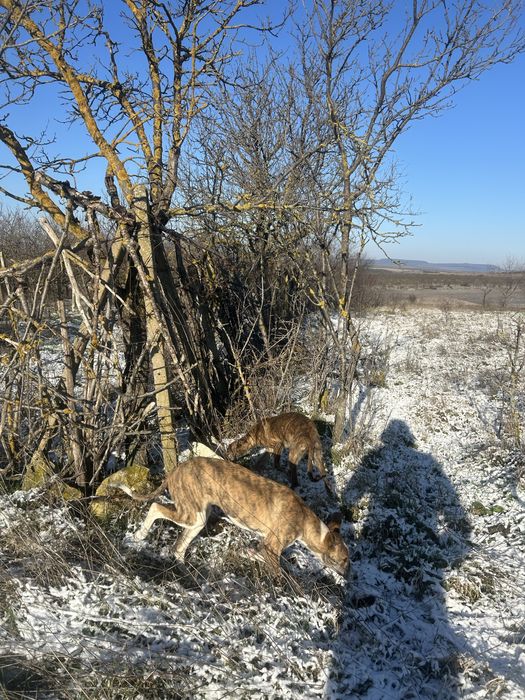 Кучета грейхаунд (хрътки)