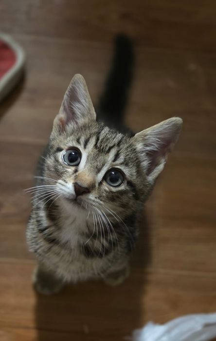 Отдам в добрые руки котёнка мальчика