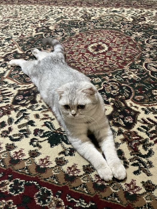 Продаётся породистая кошка