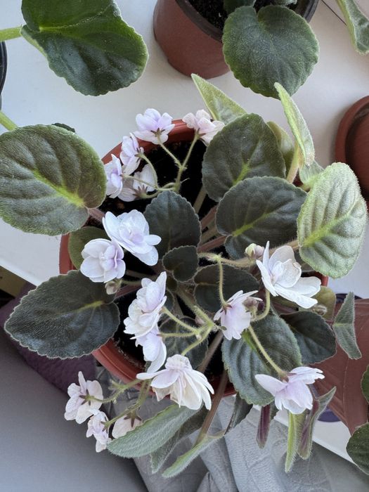 Фиалка продаётся