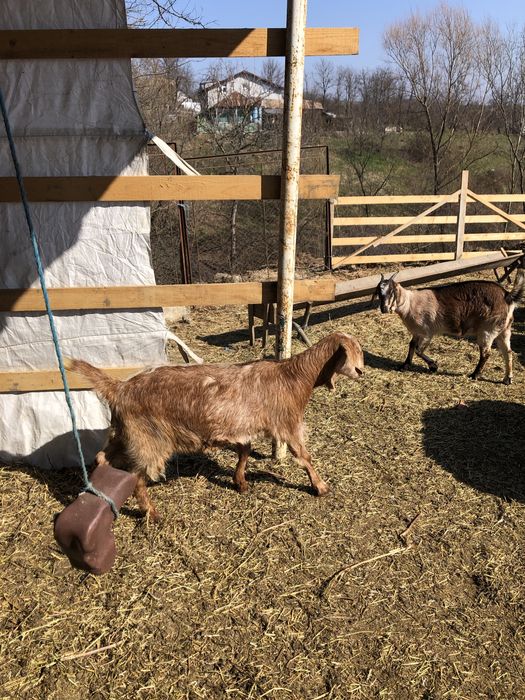 Capra si 2 iedute de vanzare