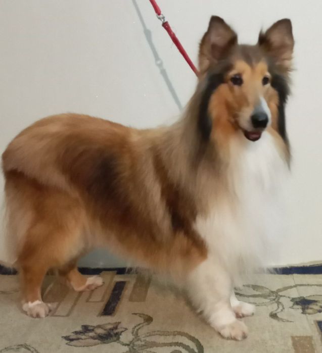 Груминг, стрижка кошек и собак