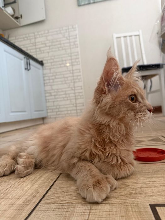 Продаю котенка мейнкун девочка 3 месяца