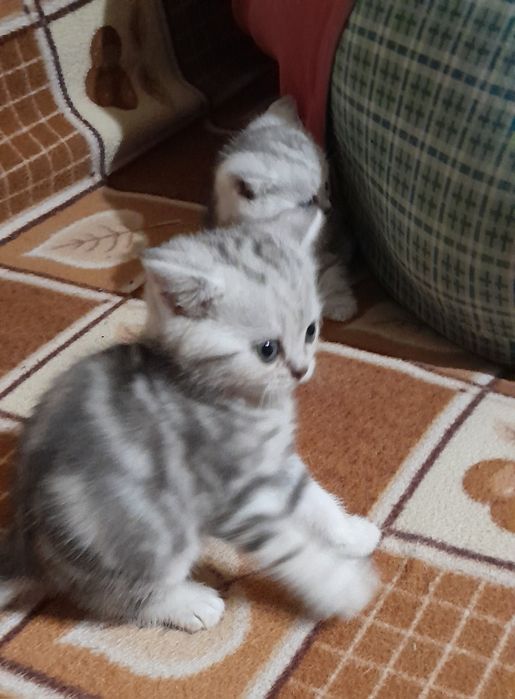 Британские.котята.