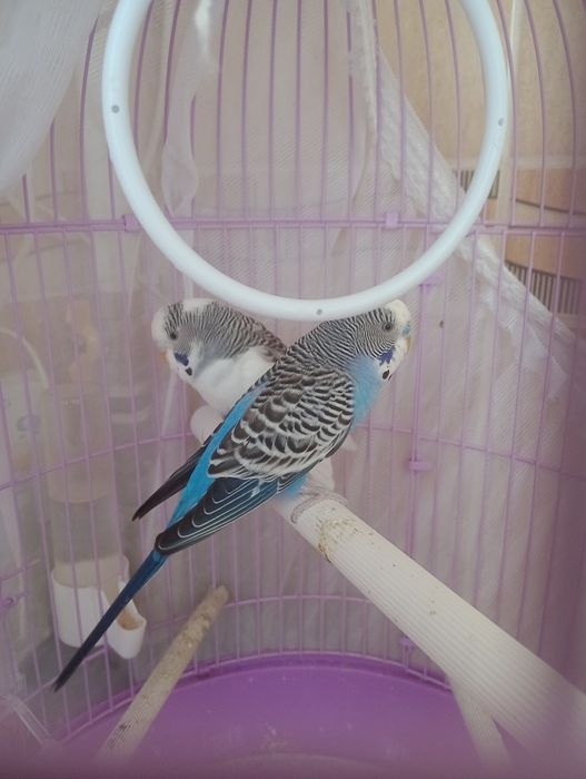 Vând peruși papagalii