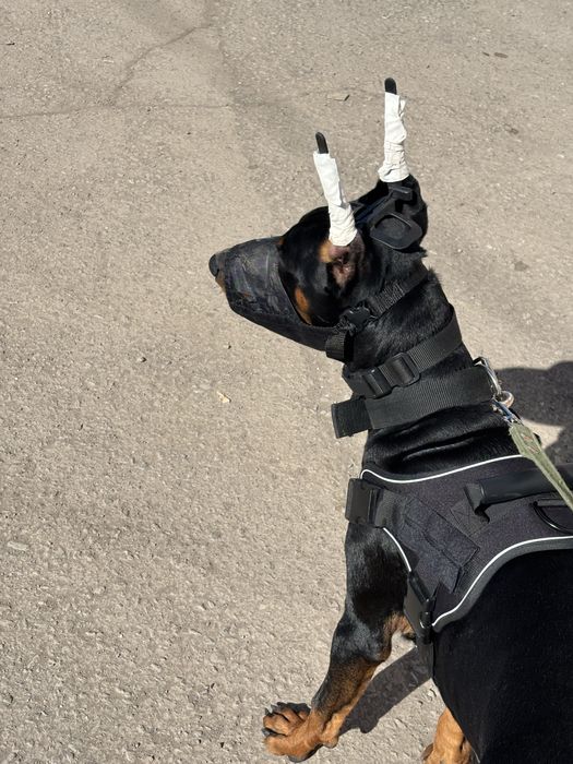 Продам добермана мальчик 8 месяцев