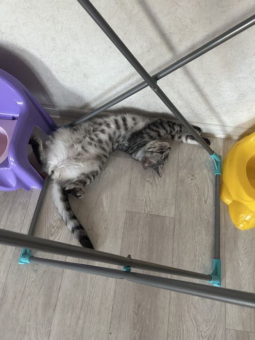 Продам 15000 котику 9 мес