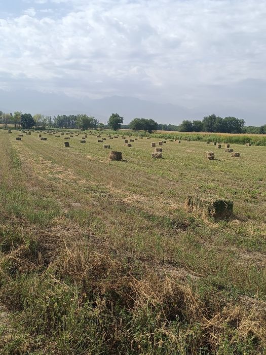 Продам клевер 1100