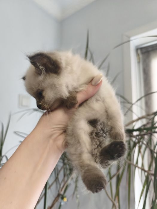 Сиамский пушистый котенок ищет дом