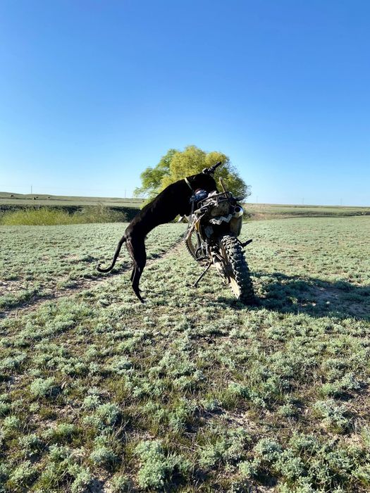 Грейхаунд                    .