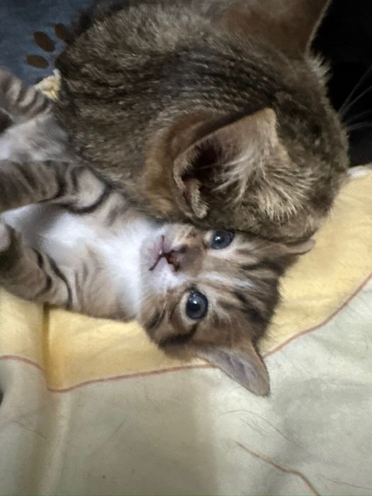 Отдам 2х котят, возраст 3 месяца
