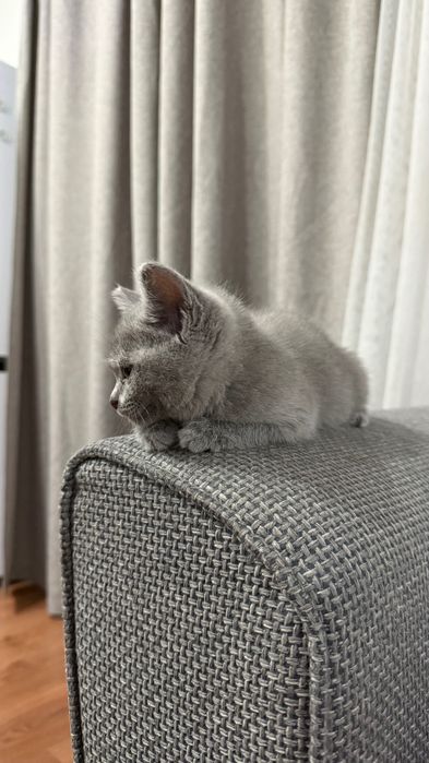 Мимишные Британские Котята!