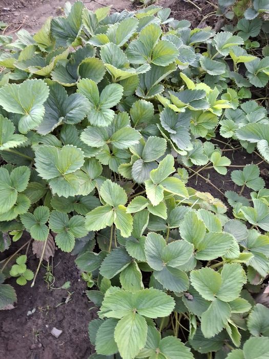 Зем клубника Купчиха