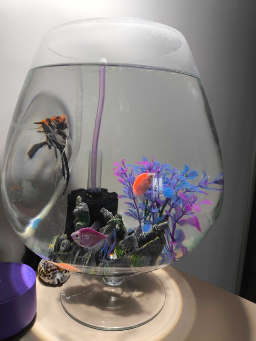Аквариум с рыбками