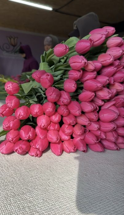 Тюльпаны Алматы. Тюльпаны из теплицы.