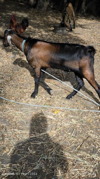 Tap anglonubian pedigree