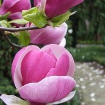 Магнолия Леней  (НОВО!) 100/120см