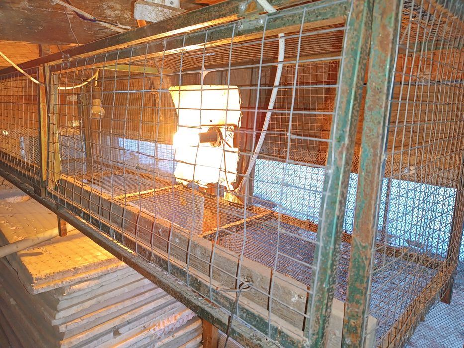 Все для вывода Цыплят