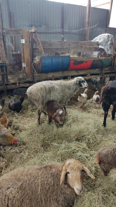 Продам овец матки