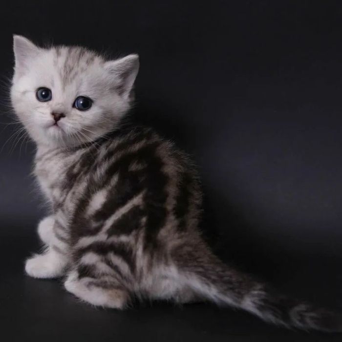 Шотландские котята