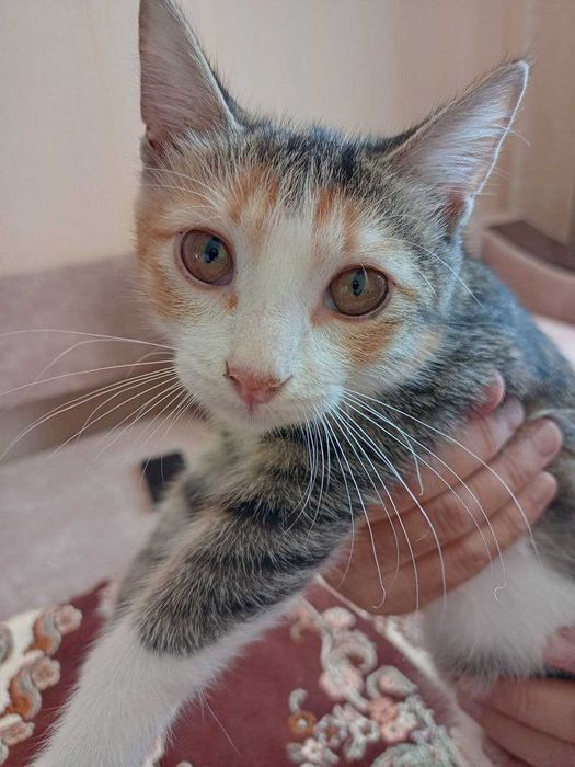отдам котенка девочку 4,5 мес в добрые руки