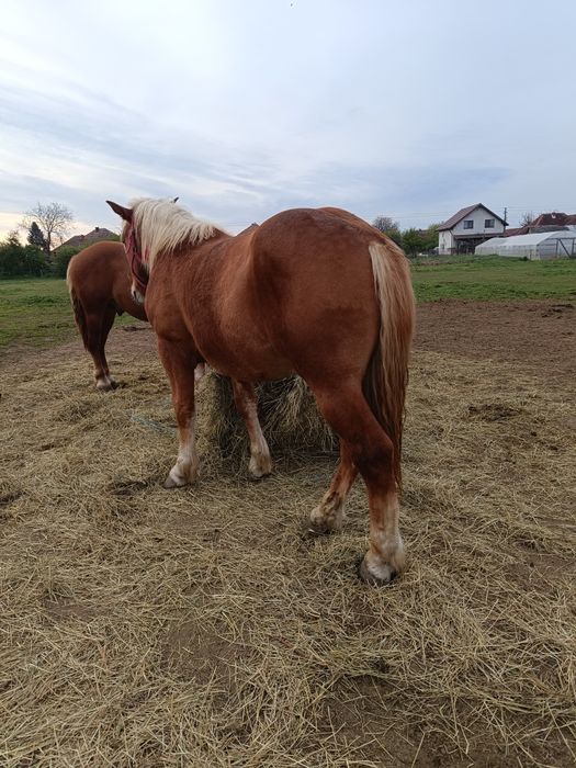 De vânzare 2 mânji