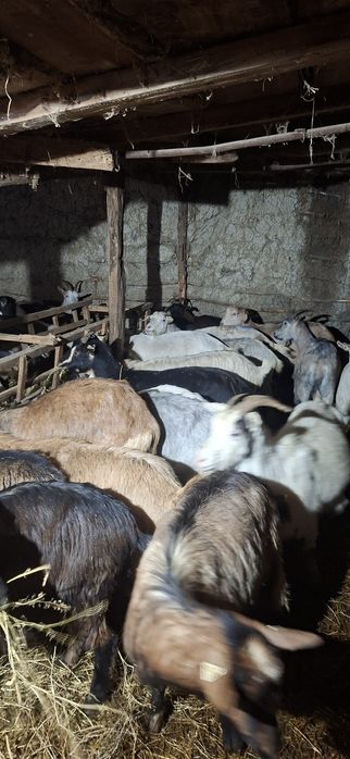 Vând capre fătate si gestante
