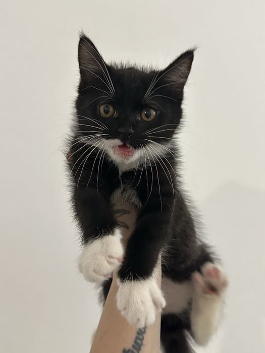 Отдам в добрые руки !