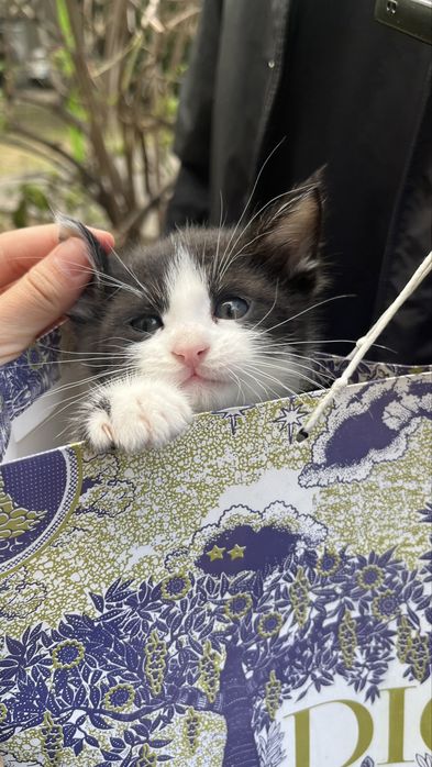 Кот отдам хорошие руки