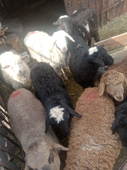 Кепе Қозылар .Семіз