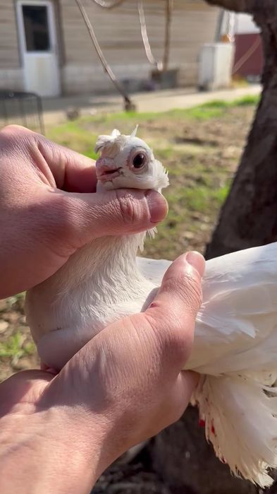 Кептер сатылады, голуби