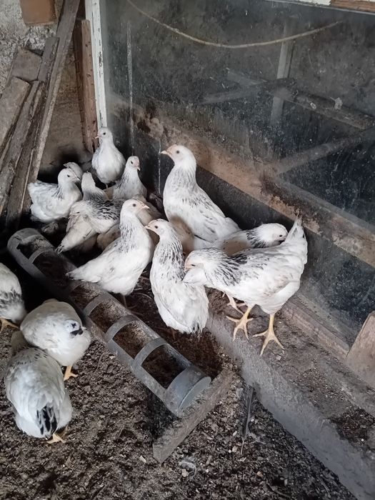 Поладки, пилета, породи за яйца