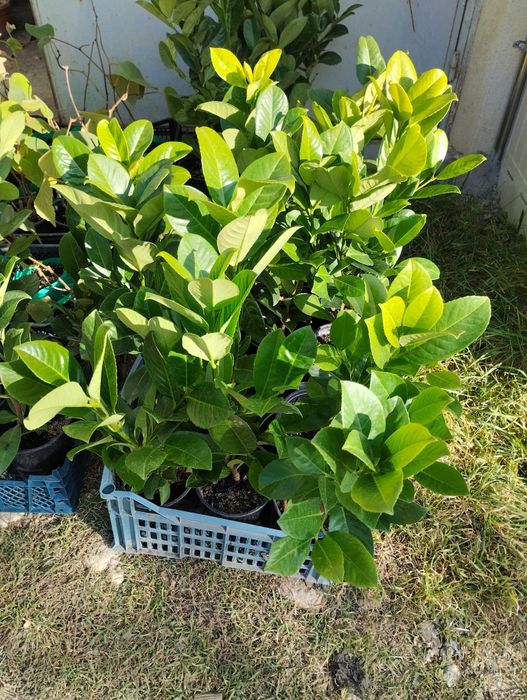 Лавровишна - жив плет