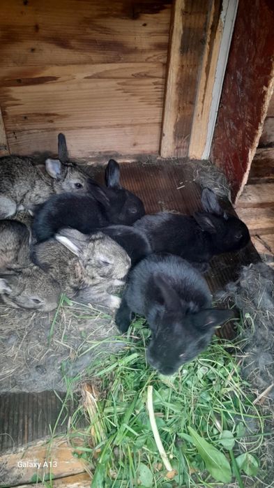 Vand pui de iepuri de 1 luna