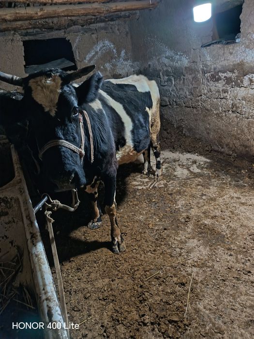 Mesni sigir sotiladi