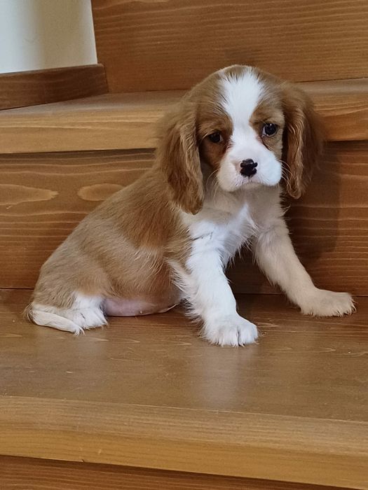 Cățel Cavalier King Charles