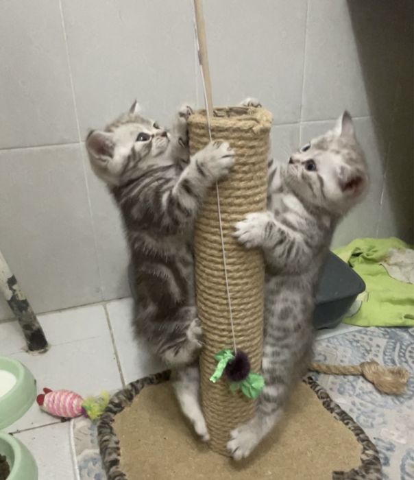 Британские котята