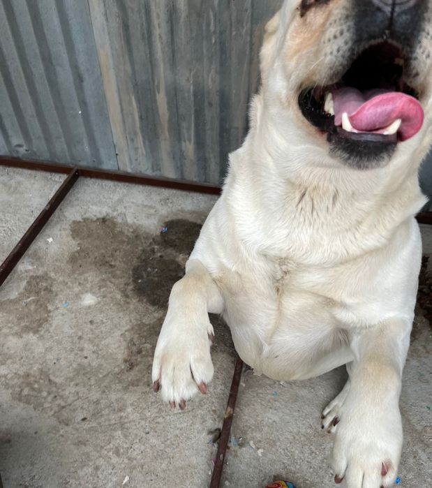 Продам белого лабрадора