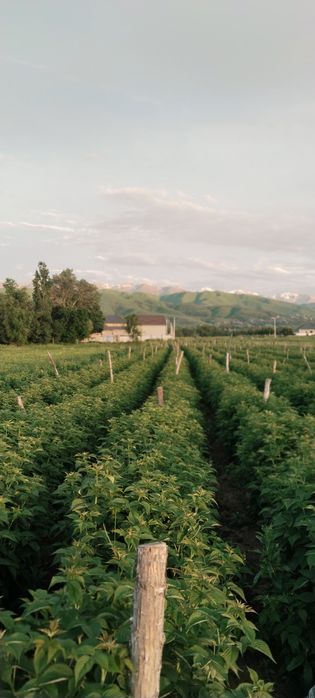 Расада клубники малины ежемалины