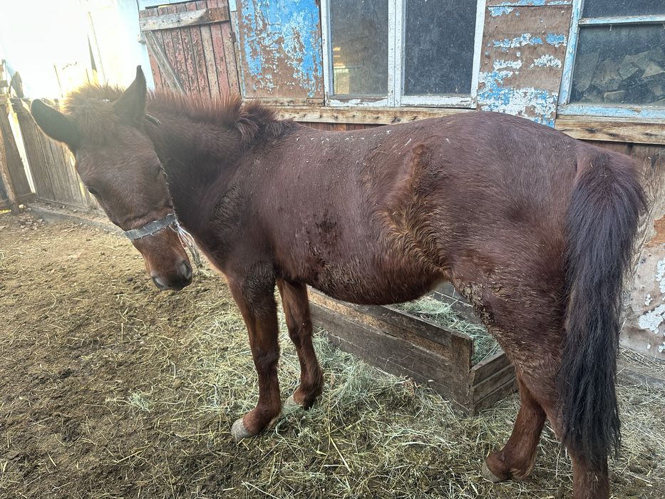 Семіз полтарашка.